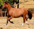 /album/animais-disponiveis-para-venda-/potras-dkp-4-jpg/